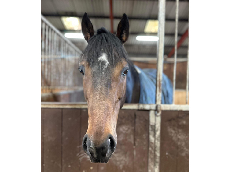 Hello Zabeel - Horse in Training