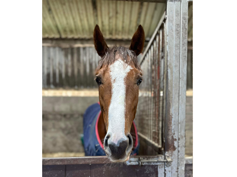 Happy Chandler - Horse in Training